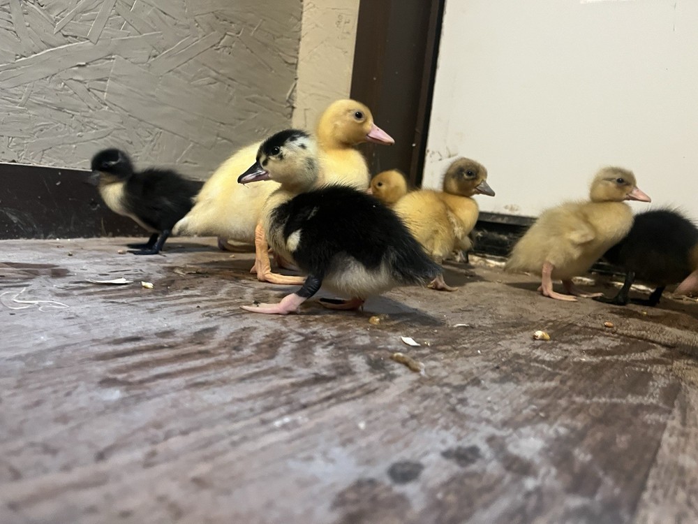 12 Call Duck Hatching Eggs.