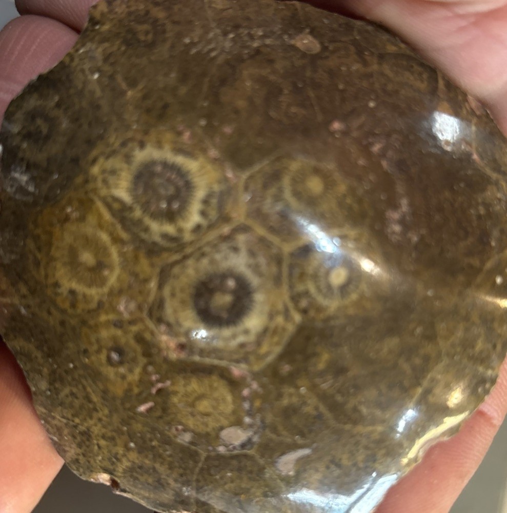 Petrified Coral End Polished