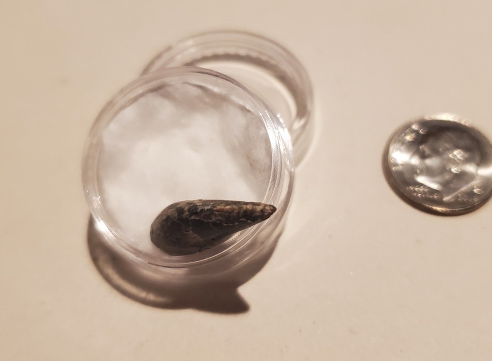 Tyrannosaur Tooth