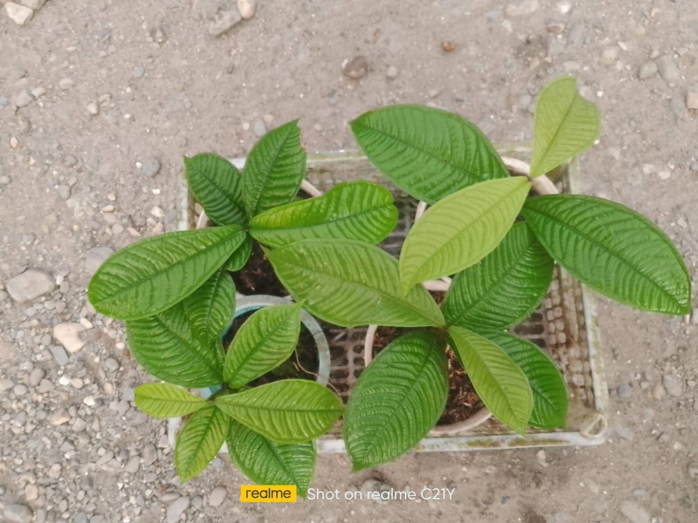 Syzygium Jiewhoei