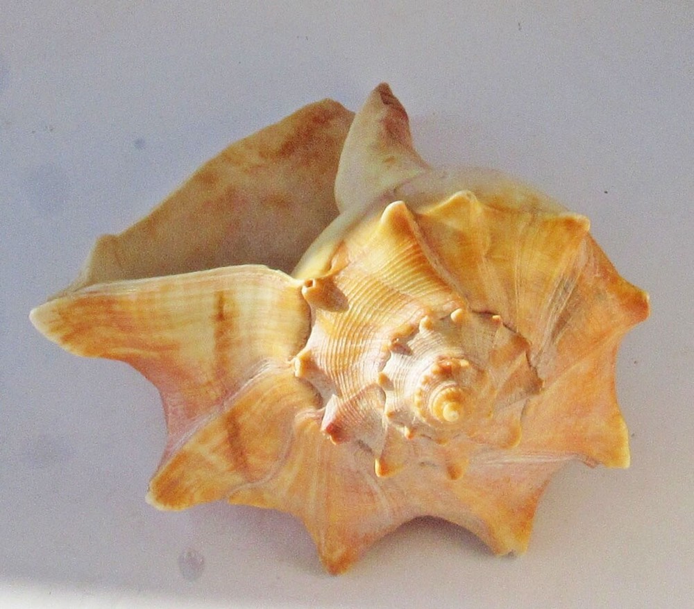 Conch Snail Sea Shell 8.25 inches