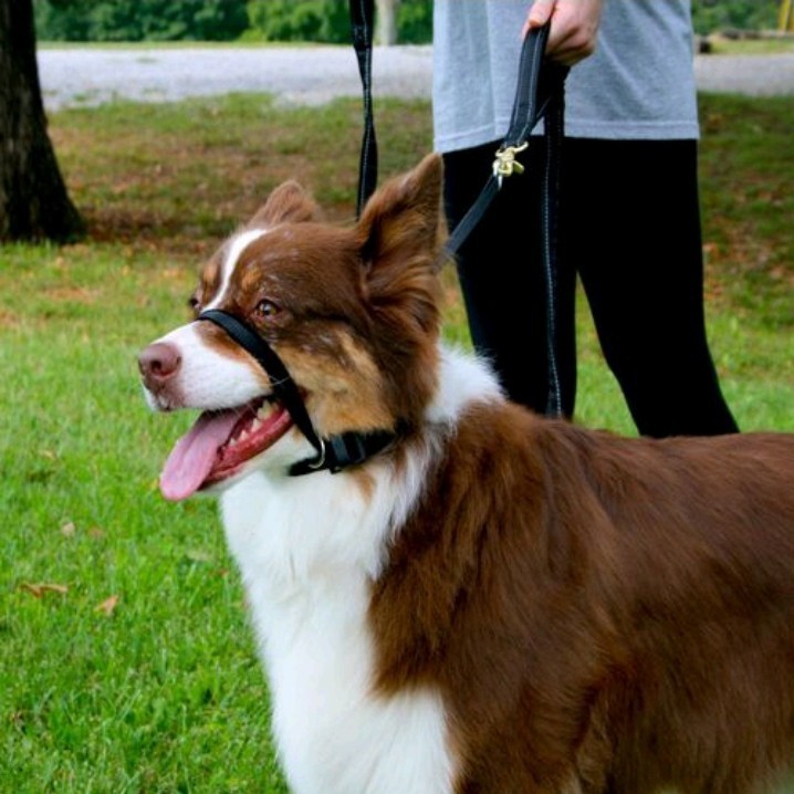 Sporn Head Control Halter Tough Pulling Dog Collar Training - LARGE