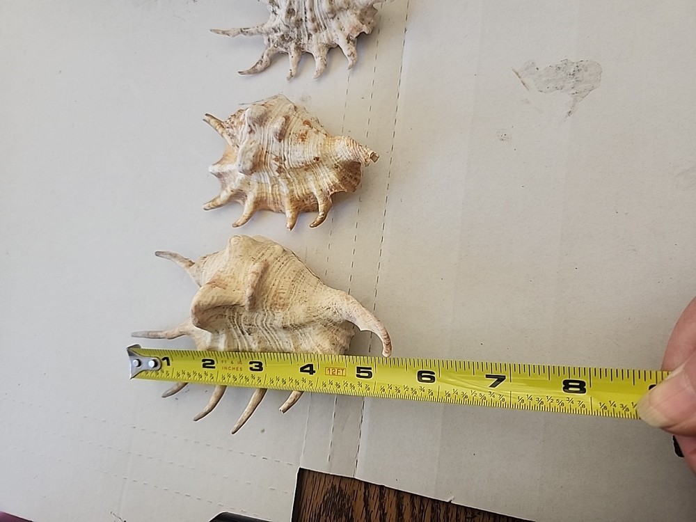 3 SPIDER CONCH shells.