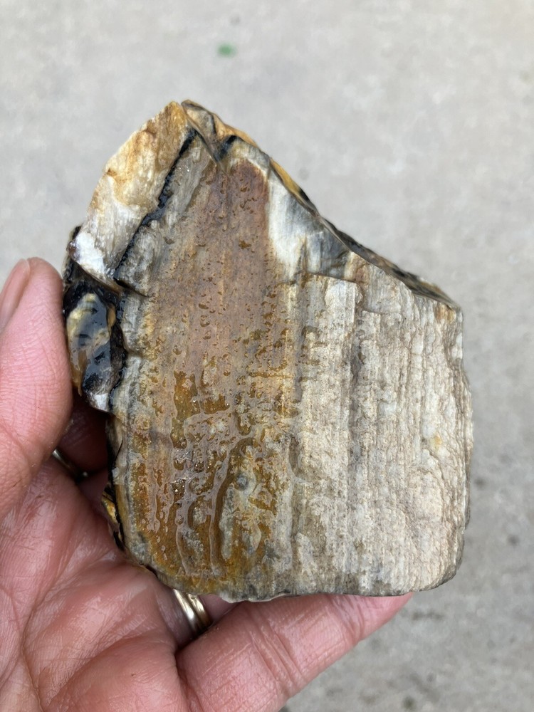 Agatized Wood, Fluorescent Under UV Light