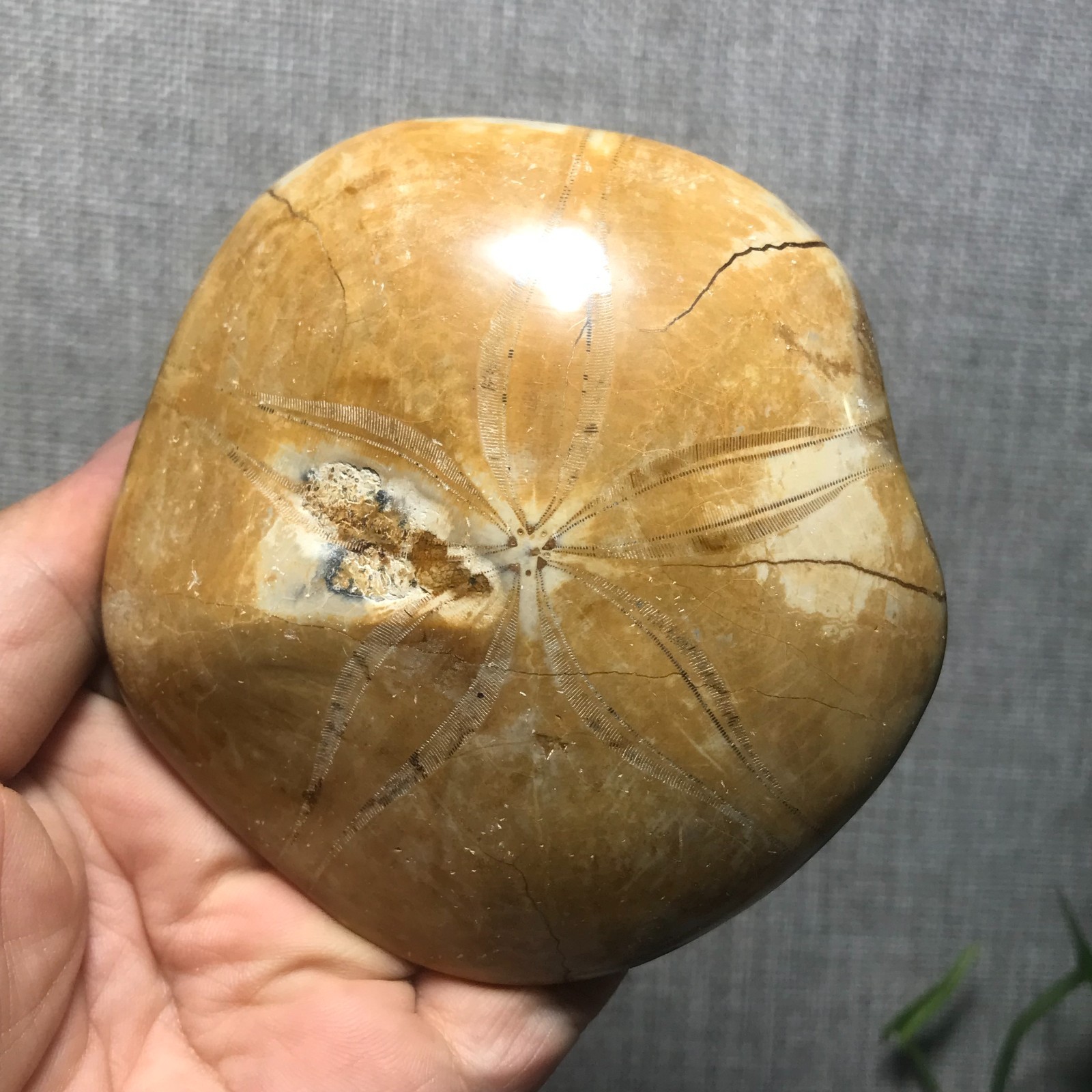 200g Starfish Crystal Specimen 13