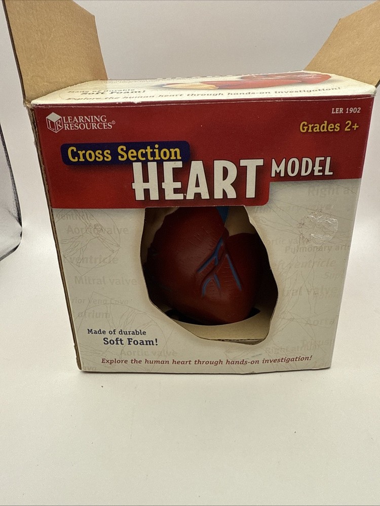 Learning Resources Cross Section HEART Model Soft Foam Grades 2+
