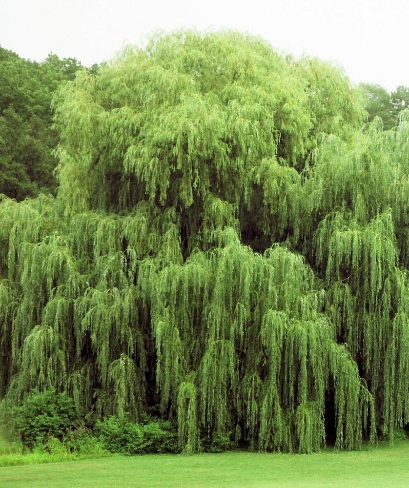 5 Willow Trees 2 Weeping Willow 2 Austree Hybrid Willow 1 Corkscrew Willow Trees