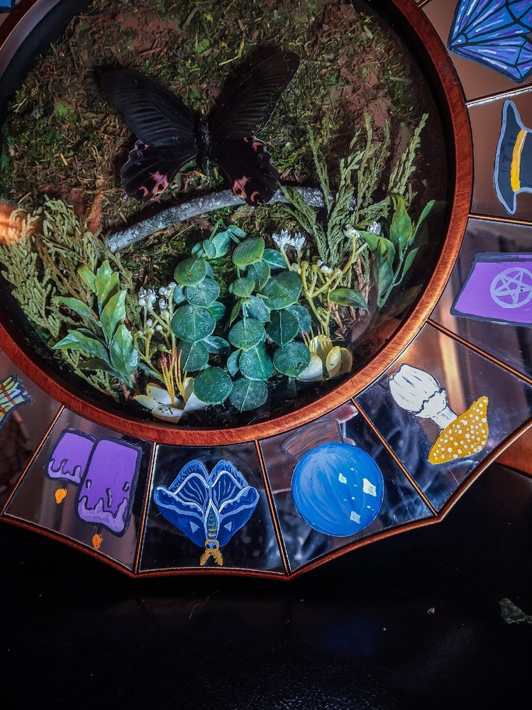 butterfly display