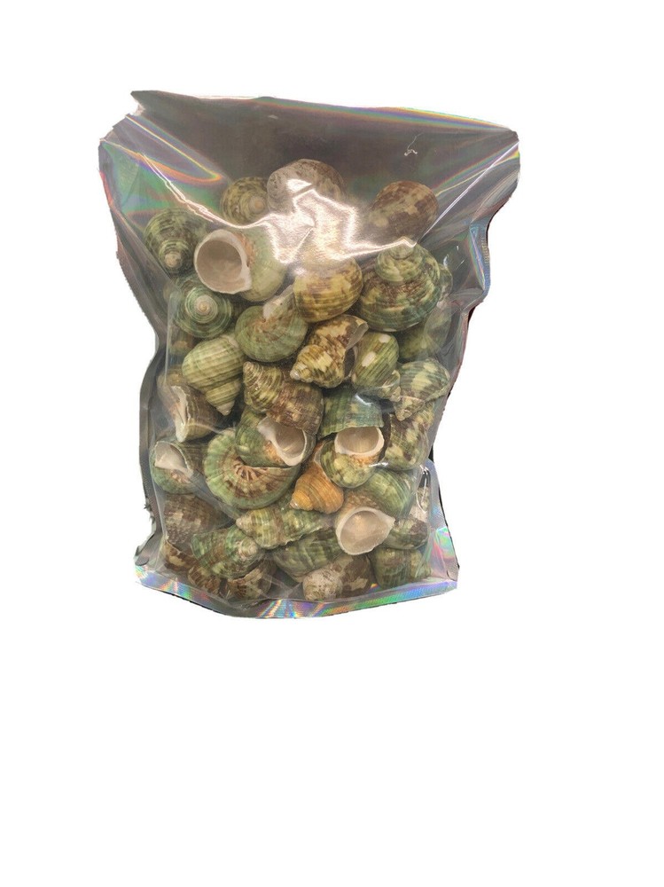 Aquarium Shell Decor 4 Pounds
