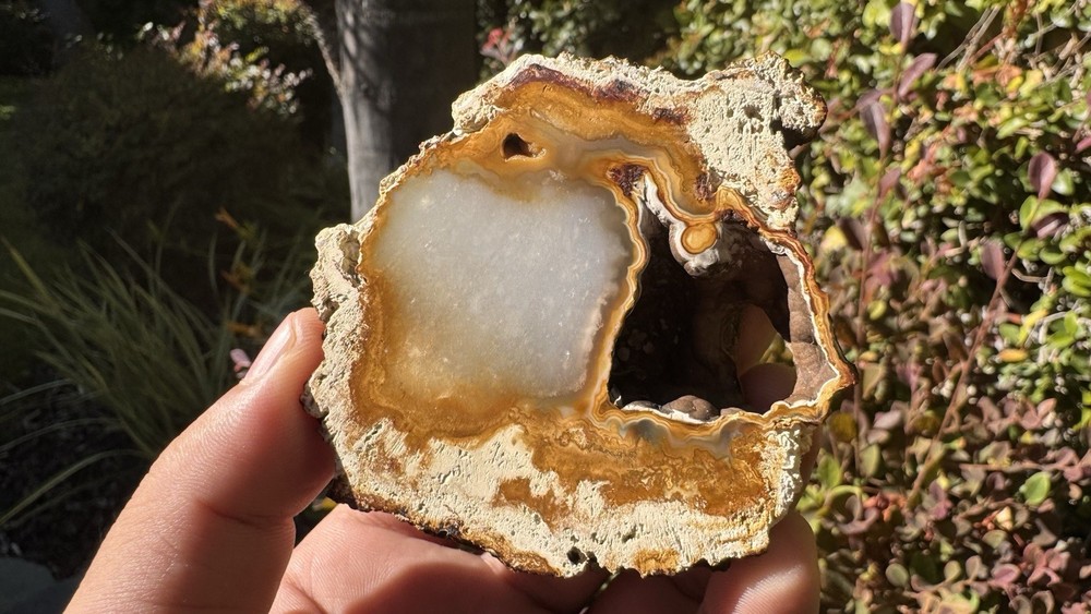 Agatized Coral Polished