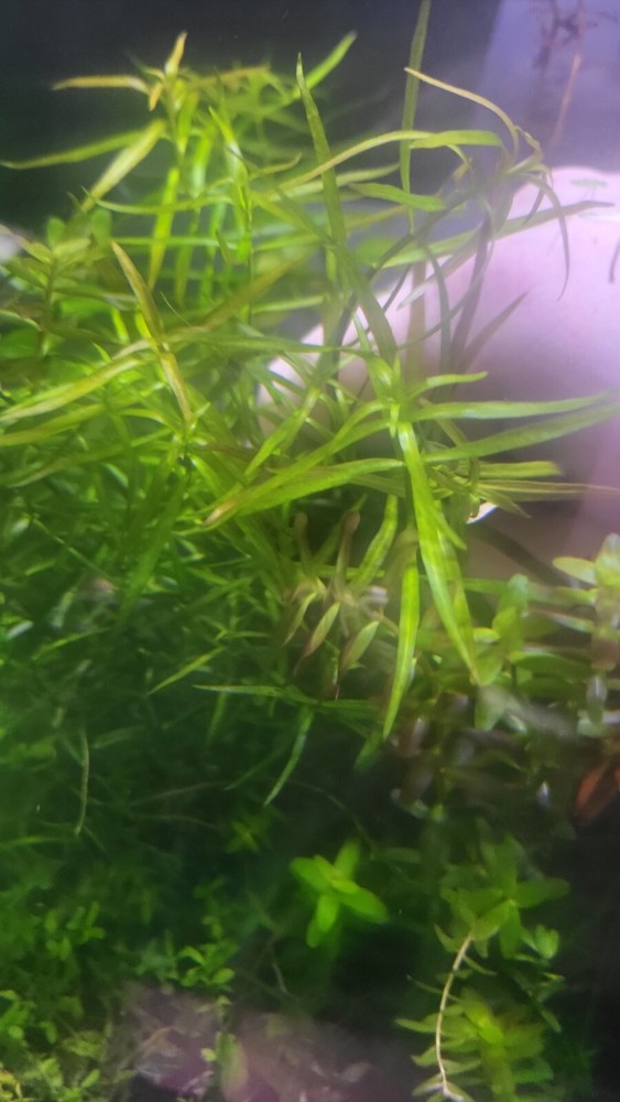 Aquatic Plant Pack (Low Tech)