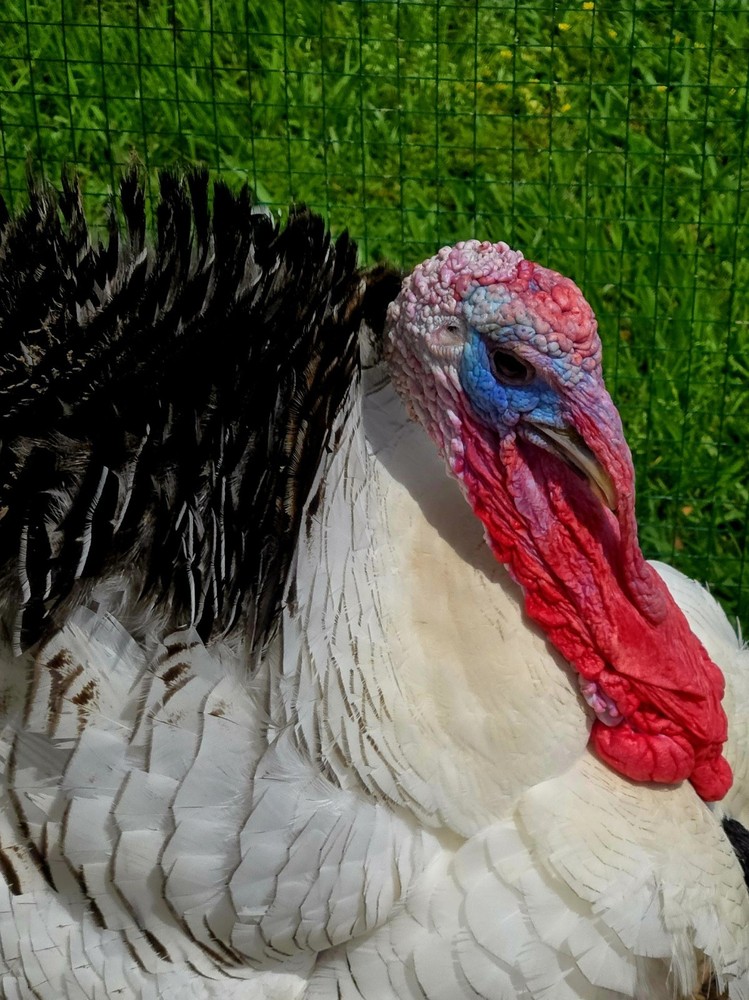 Heritage Royal Palm Turkey Hatching Eggs (6+) NPIP Certified