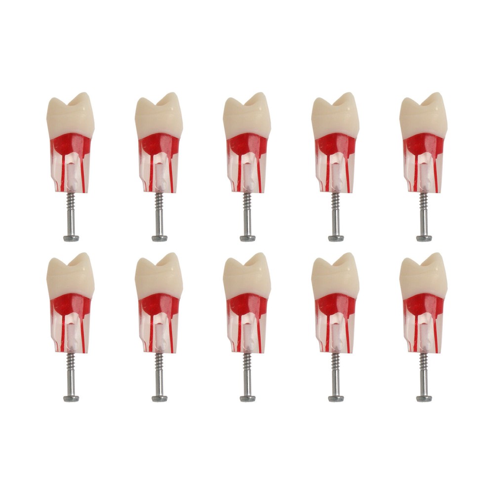 Dental Endo Root Canal Teeth Models Study RCT Practice Typodont Model #8006