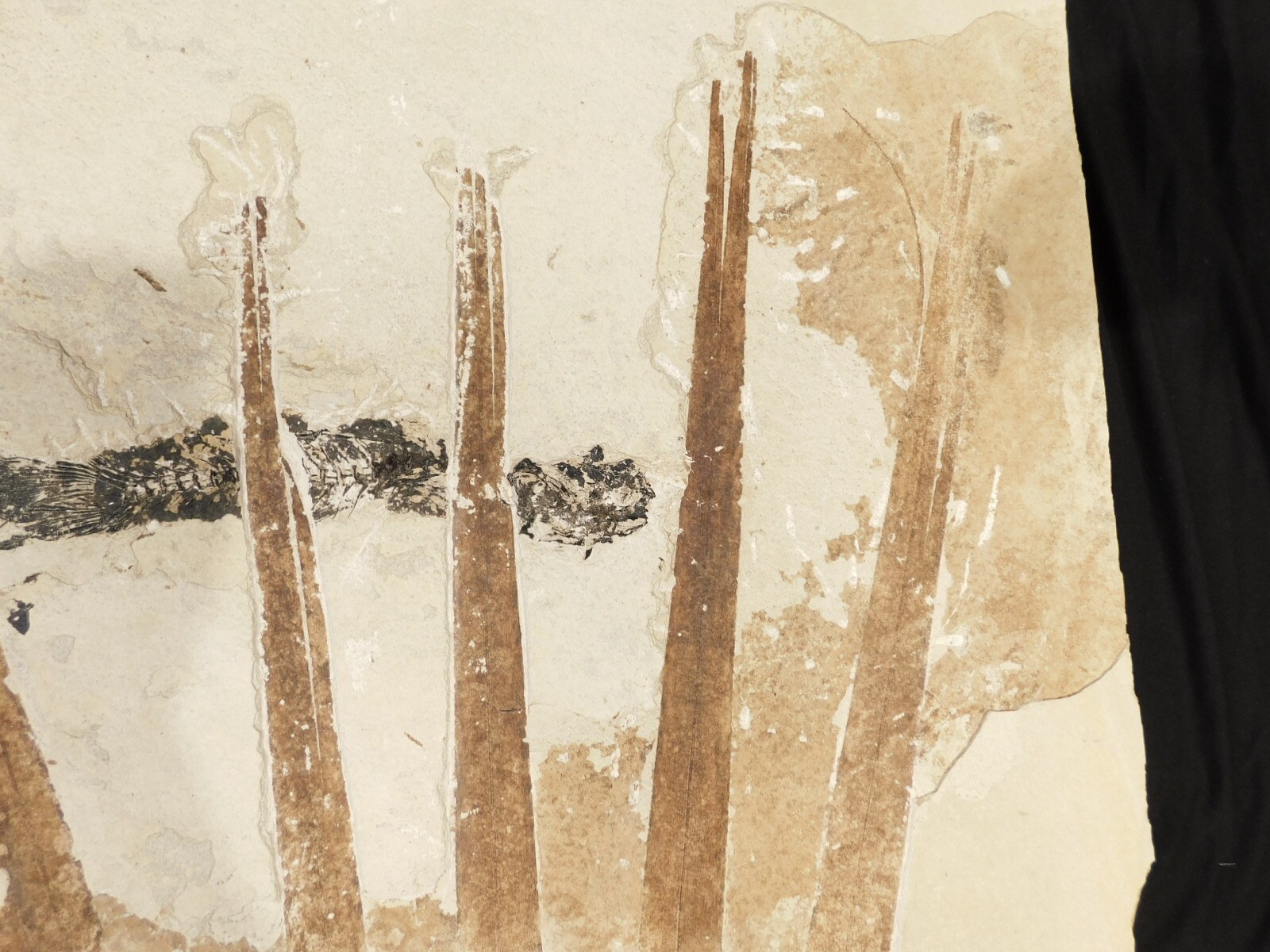 GIANT! PALM Frond Fossil With a BIG Rare Mioplosus FISH Fossil From Wyoming