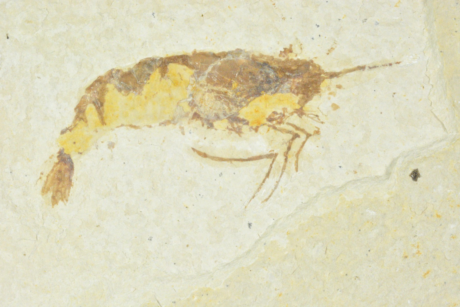 Bechleja rostrata, Shrimp Fossil, Green River Formation, Wyoming