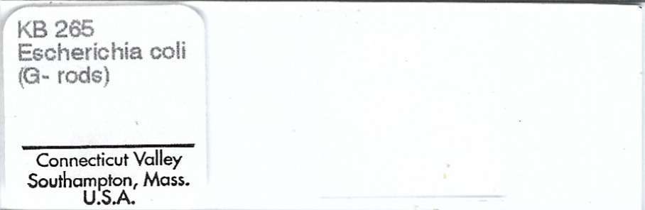 Escherichia coli Microscope Slide