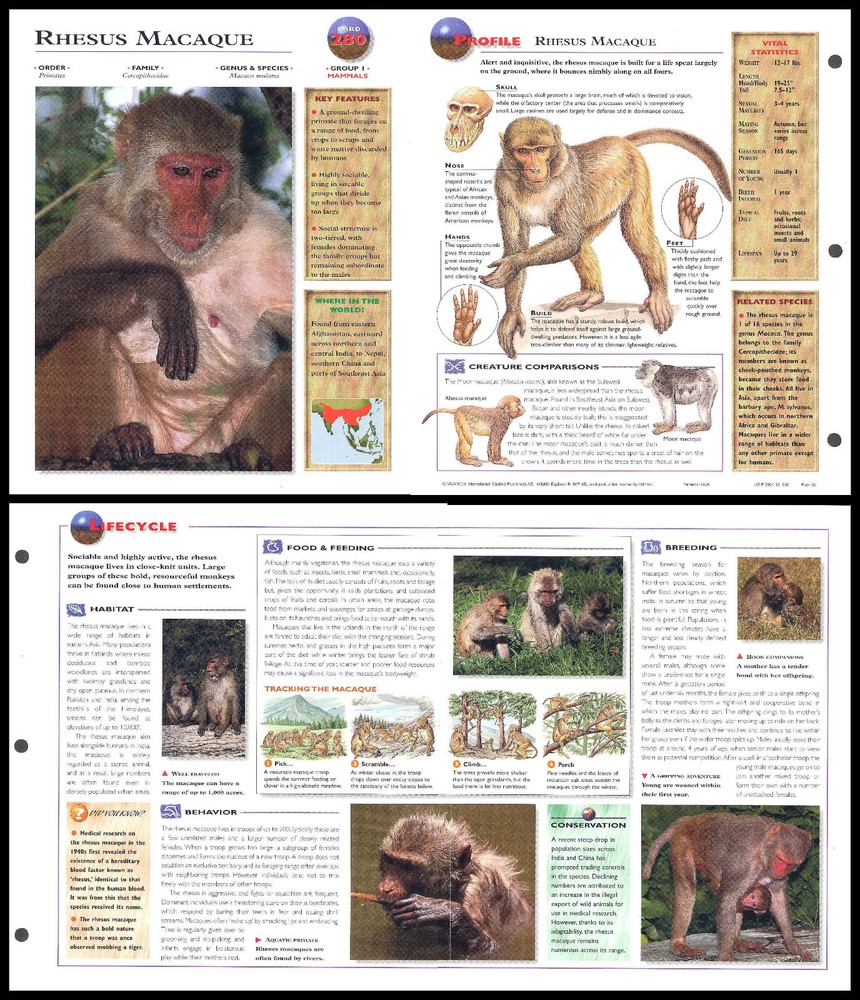 Fold-Out Sheet - Rhesus Macaque - 280