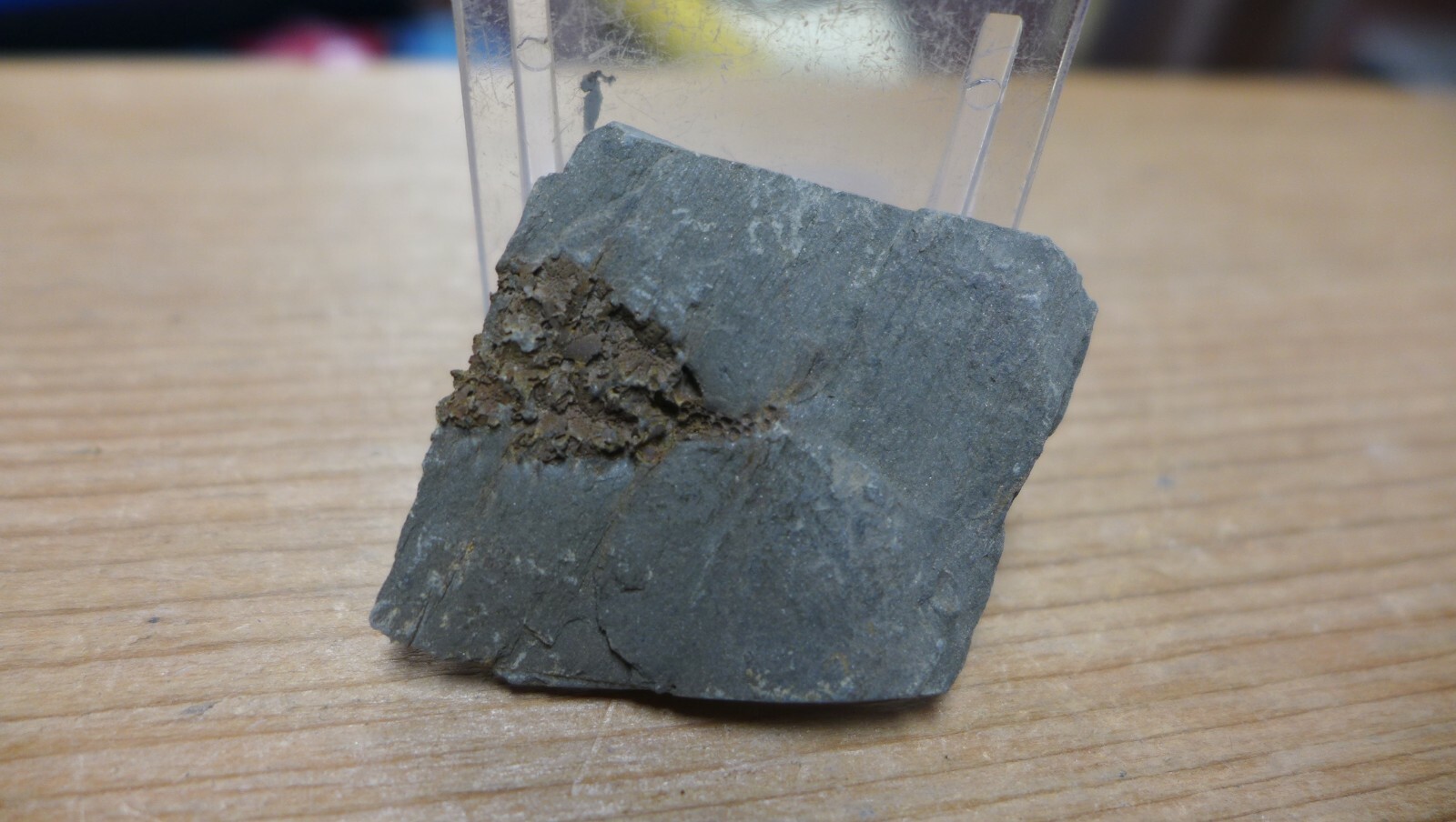 GEOLOGICAL ENTERPRISES Cambrian fossil echinoderm Gogia Palmeri  Idaho