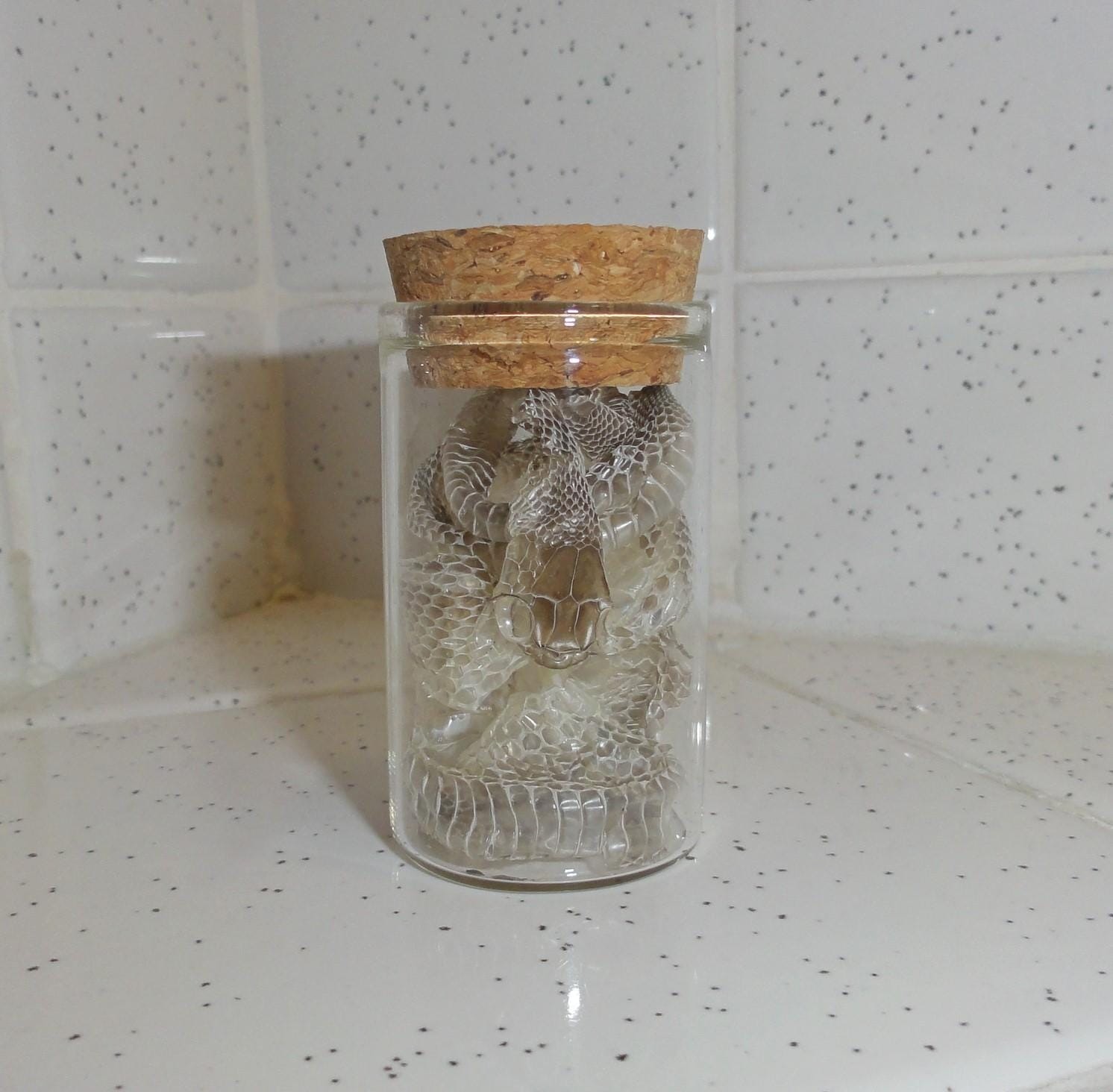 Snake Skin Small Oddity Jar curiosity glass vial reptile goth nature art