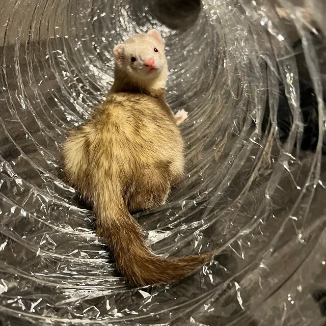Best Ferret Toy EVER! Jumbo Ex Wide &Long Super Thru Way Crinkle Tunnel Tube