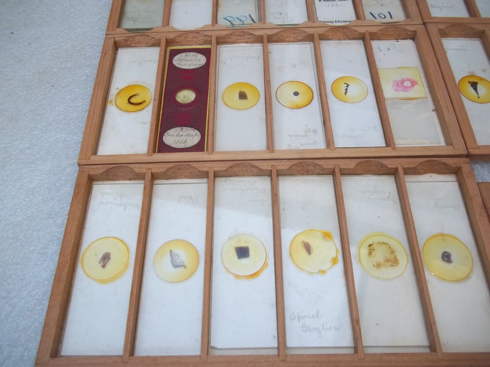 Vintage Glass Microscope Slides