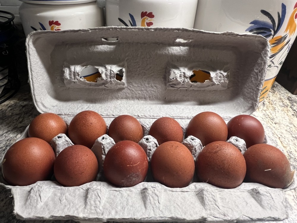 12 + Extras - Black Copper Marans Hatching Eggs (NPIP# 34-785) READ DESCRIPTION