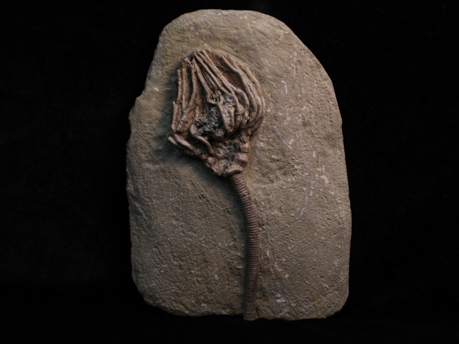 Well-Coiffured Crinoid Fossil, Crawfordsville, IN