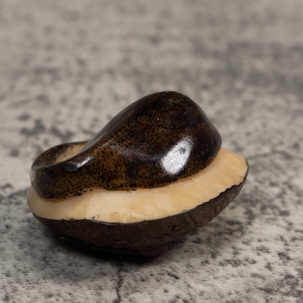 Brown Ocean Stingray Tagua Carving