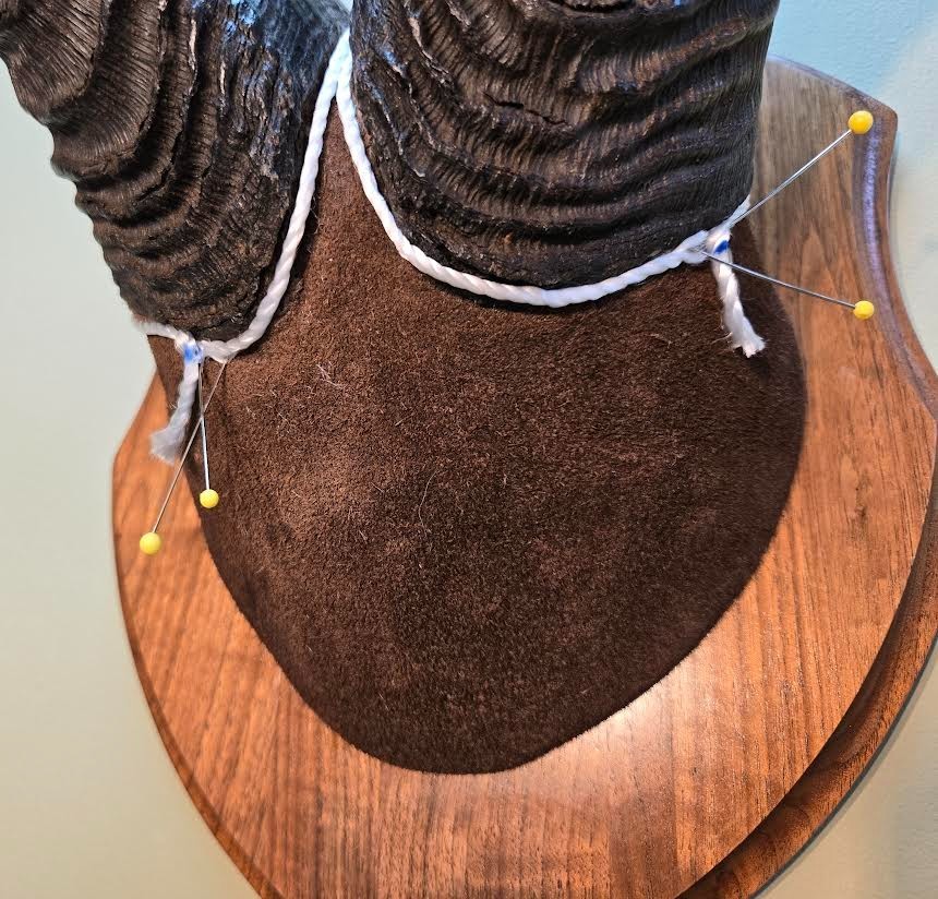 Red Hartebeest Plaque Mounted Horns