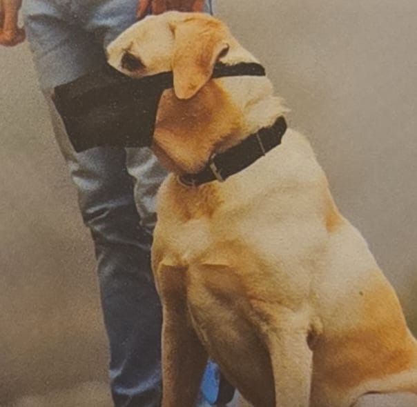 Dog muzzle, soft mesh muzzle for small, medium and large dogs.