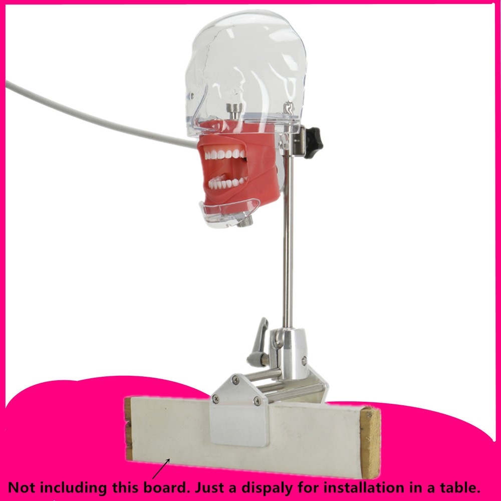 Dental Simulator Manikin Phantom Head Model Teeth Model for Training & Practice