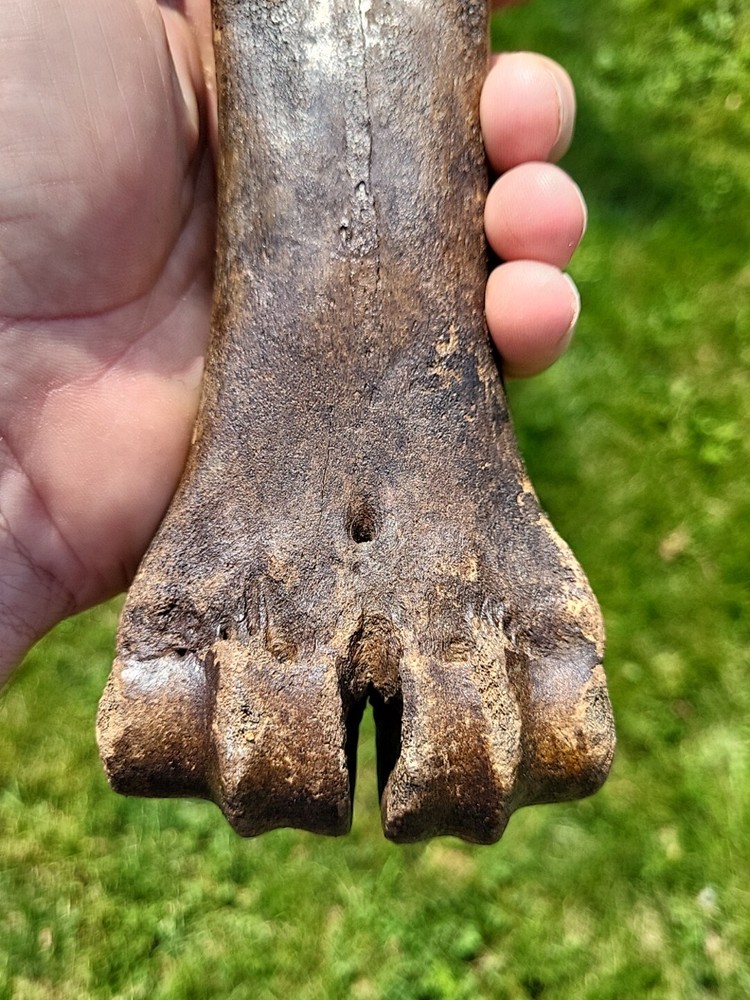 Bison metacarpal Historic bison foot bone