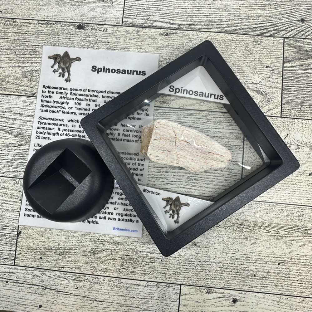 Spinosaurus Extinct Dinosaur Bone Fossil in Display Case