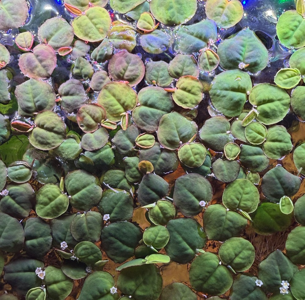 30+ leaves red root floaters (Phyllanthus fluitans)