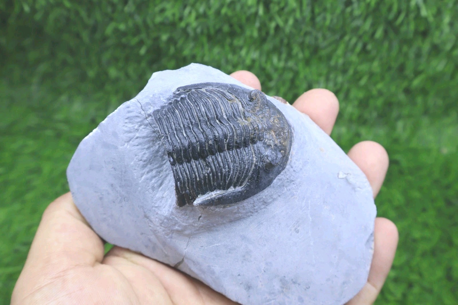 Incomplete Hollardops Trilobite Fossil Devonian - Authentic Detailed trilobite