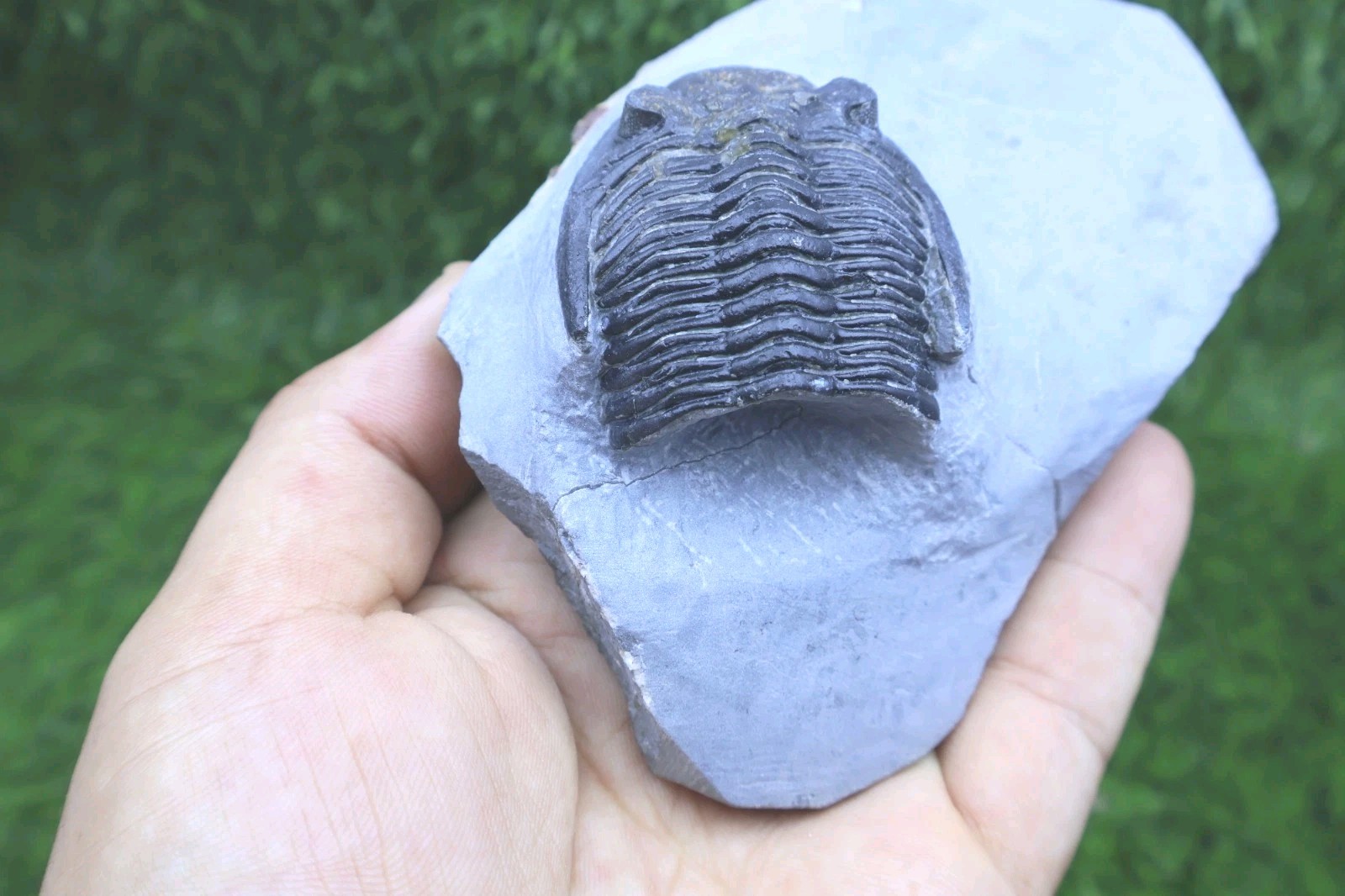 Incomplete Hollardops Trilobite Fossil Devonian - Authentic Detailed trilobite