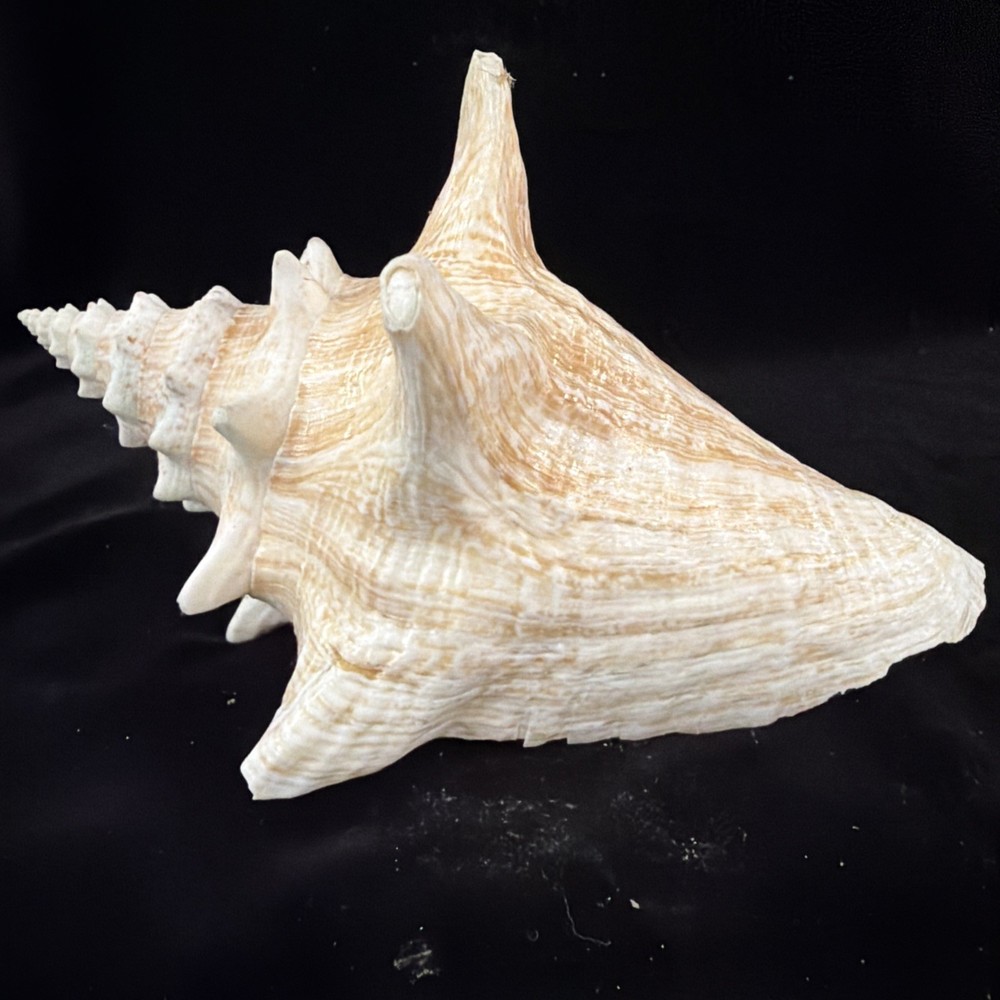 Queen Conch Shell 176.6mm No Collection Data (A666)