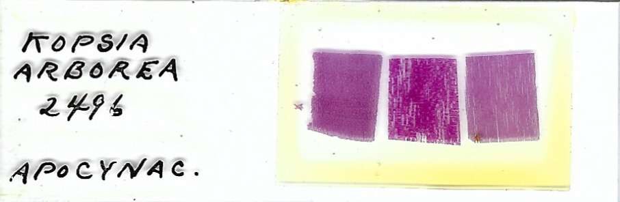Kopsia arborea Microscope Slide