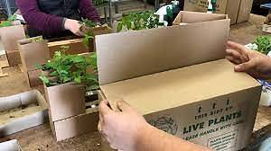 Special Packing For Live Plants