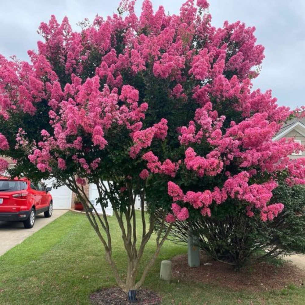 Crepe myrtle tree seeds 50 seeds.