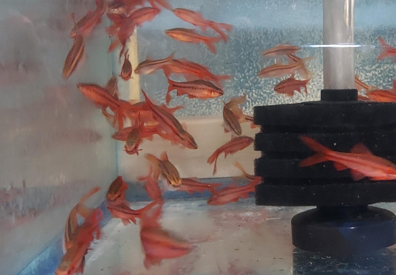4 BEAUTIFUL LONG FIN CHERRY BARB UNSEXED (Puntius titteya)