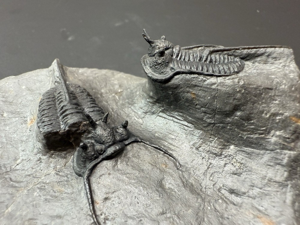 Trilobite fossil - Cyphaspis Devil Horned
