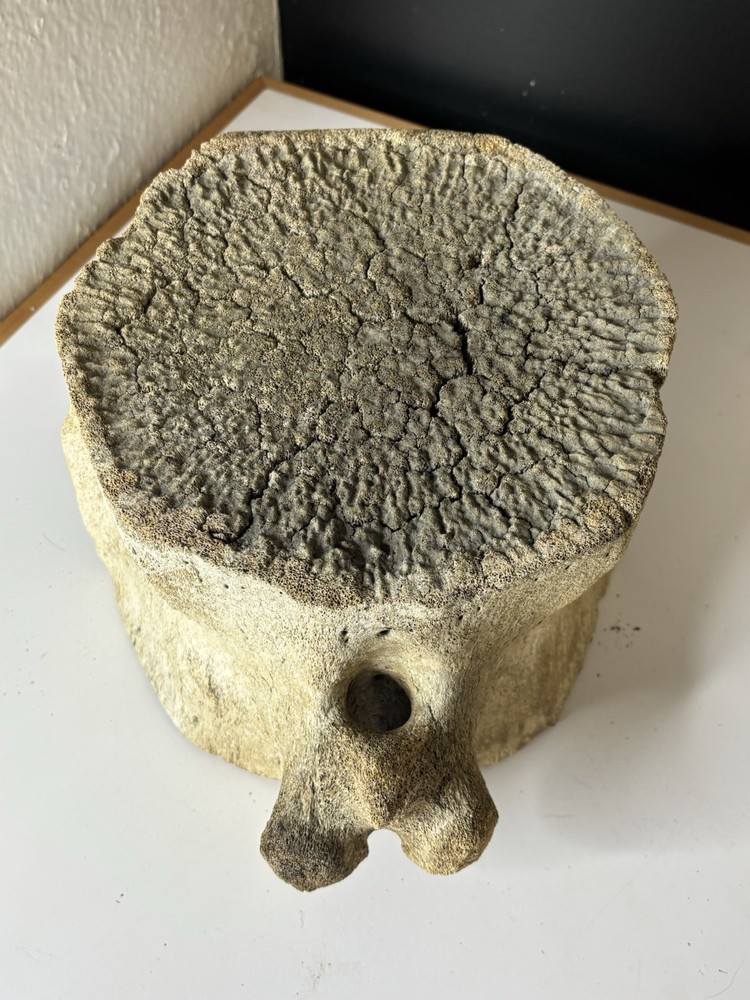 Whale Vertebrae Fossilized LARGE