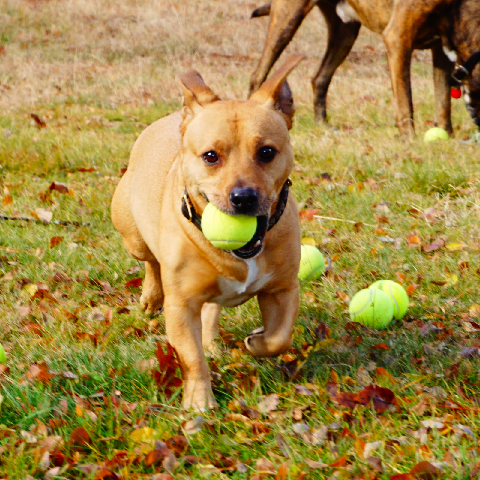 100 LOW COST DOGGIE BALLS - USED TENNIS BALLS - FREE SHIPPING - SAVE 10%