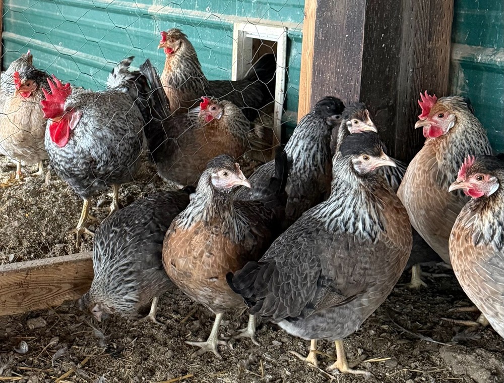 12 Cream Legbar Hatching Eggs