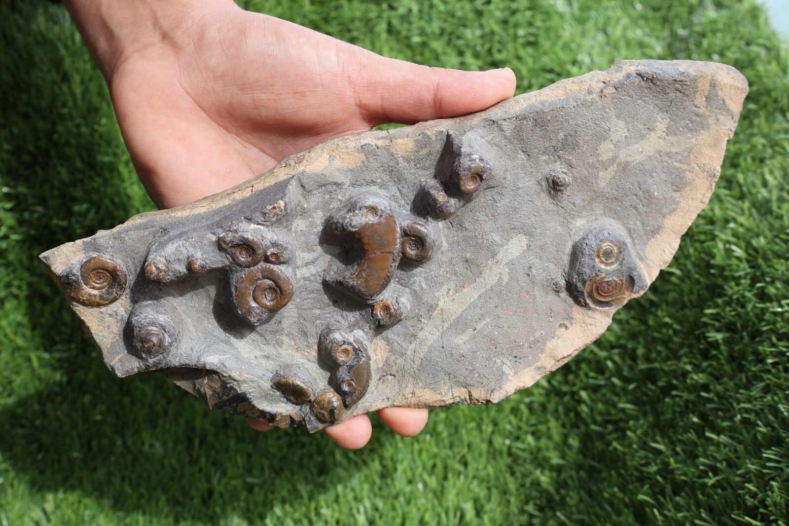 Rare Platyclymenia & Goniatites Fossil Plate – Moroccan Ammonites, Collector Spe