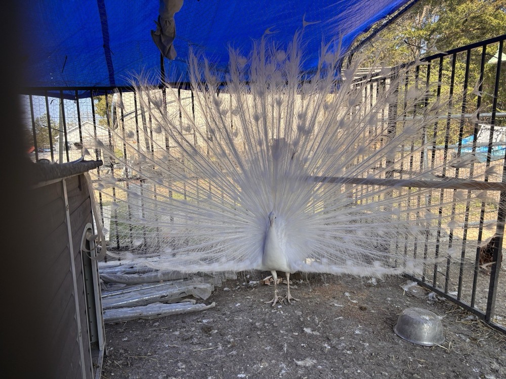 6 Peacock Peafowl Hatching eggs - Ready to ship