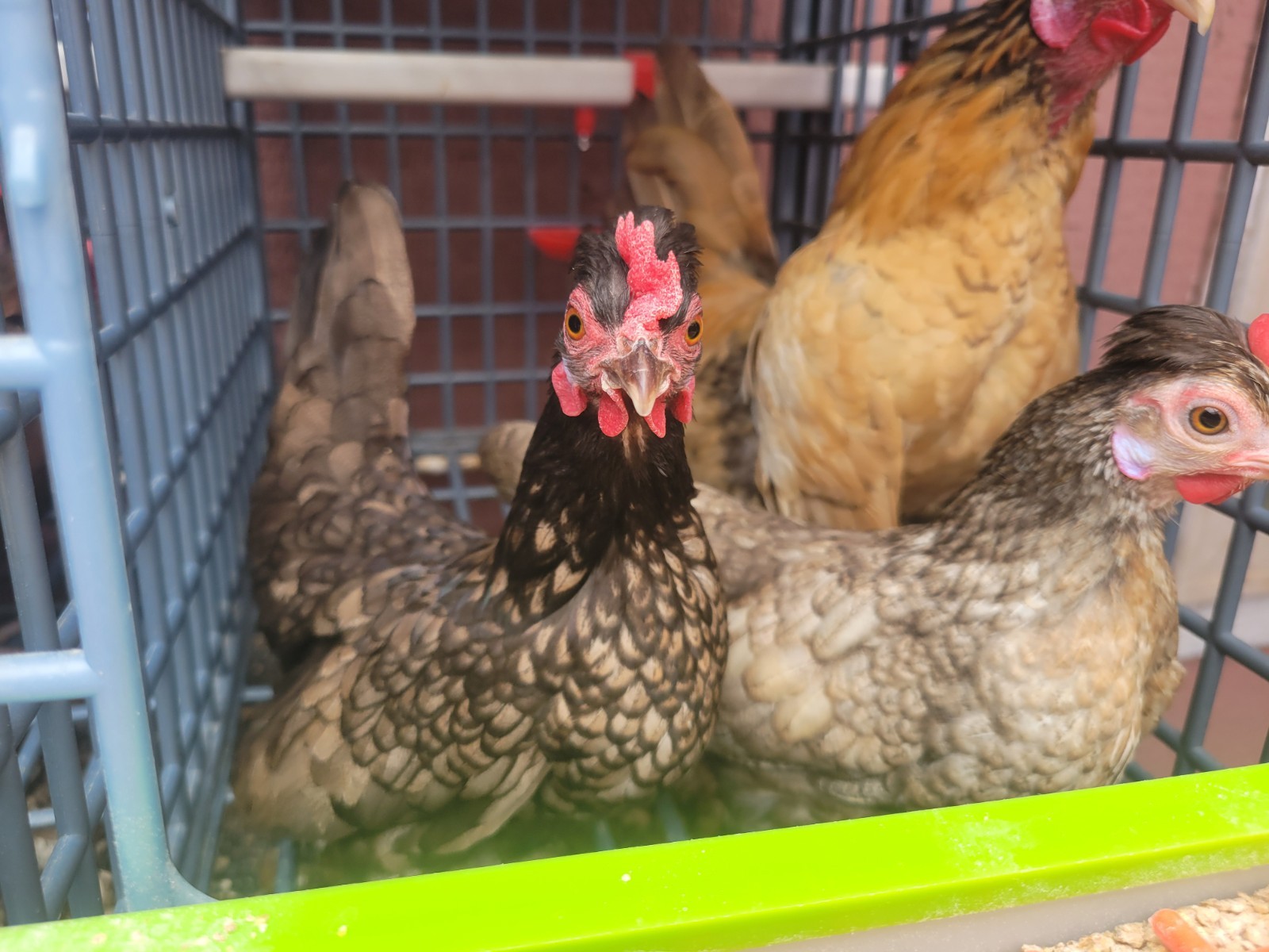 High-End Kikiriki Hatching Eggs – 6 Count (Extras Included When Available)