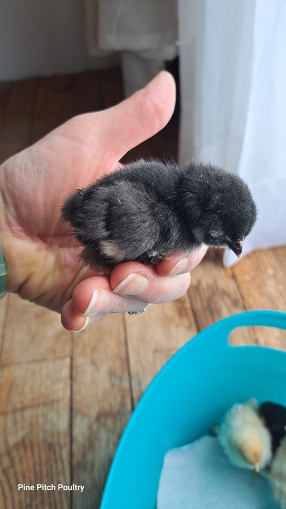 12 D'uccle Hatching Eggs Npip