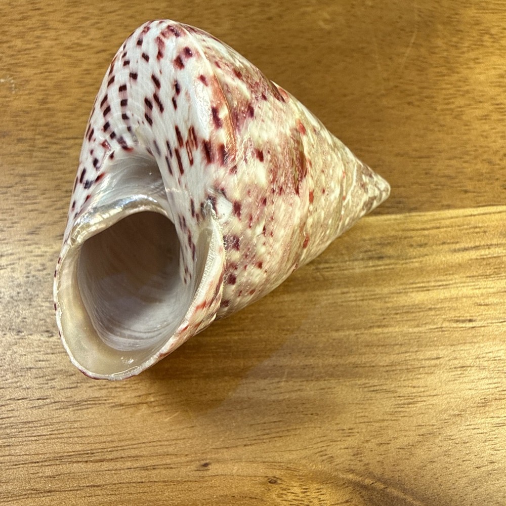 Red Stripe Trochus Topshell 2” Great Specimen Natural